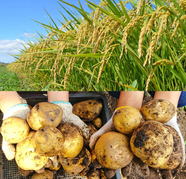 本物の農業を子どもたちに体験させてあげたい